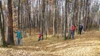 gozd-jeseni-56