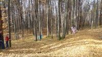 gozd-jeseni-58