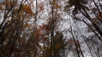 gozd-jeseni-62