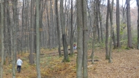 gozd-jeseni-9